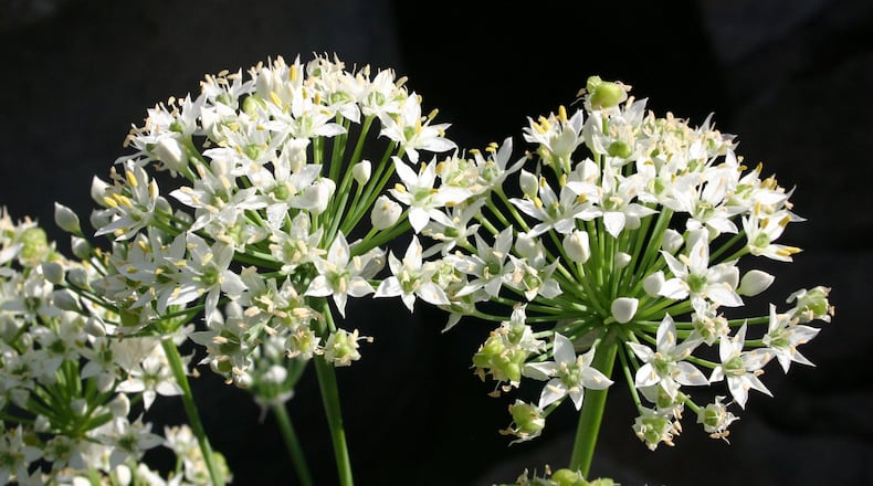 Ornamental allium blooms easily every spring. CONTRIBUTED BY WALTER REEVES