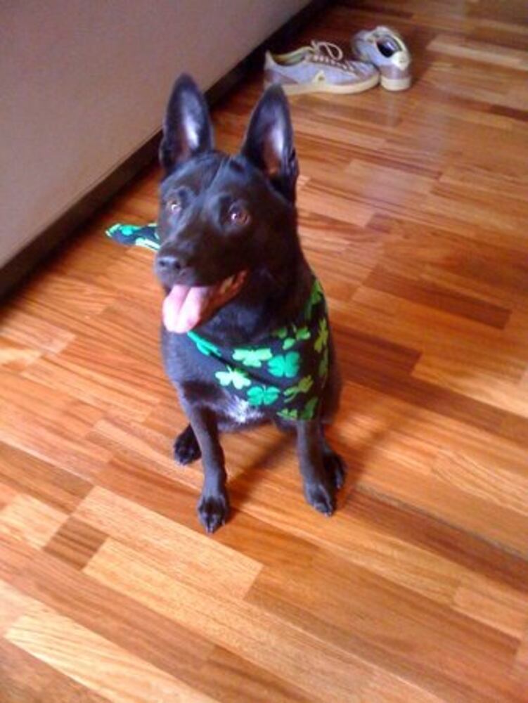 Happy St. PETrick's Day from ajcpets.com!