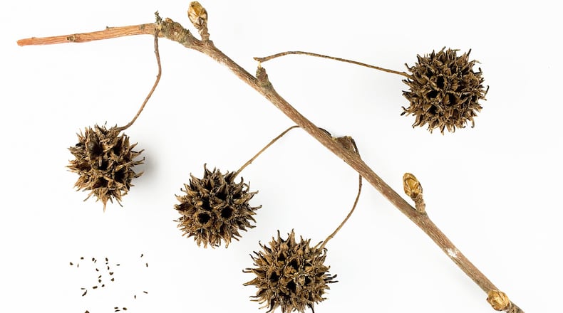The American sweetgum tree’s mature fruits and tiny seeds, shown here, provide nourishment for an array of birds and other wildlife in fall and winter. The fruits, commonly known as “sweetgum balls,” drop from the trees in great abundance during the winter. (Wikipedia / Creative Commons)