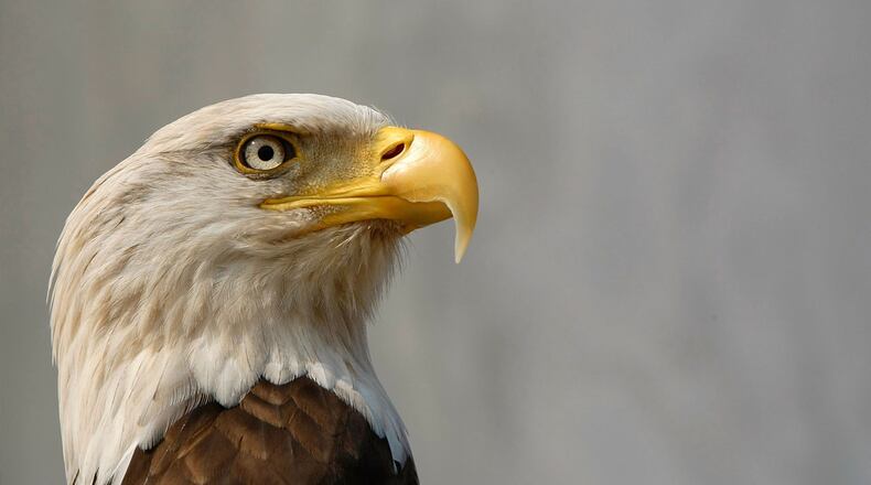 (Photo by Win McNamee/Getty Images)