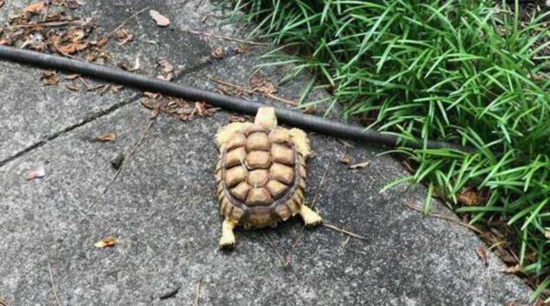 This is Abigail. She's a missing tortoise. Have you seen her?