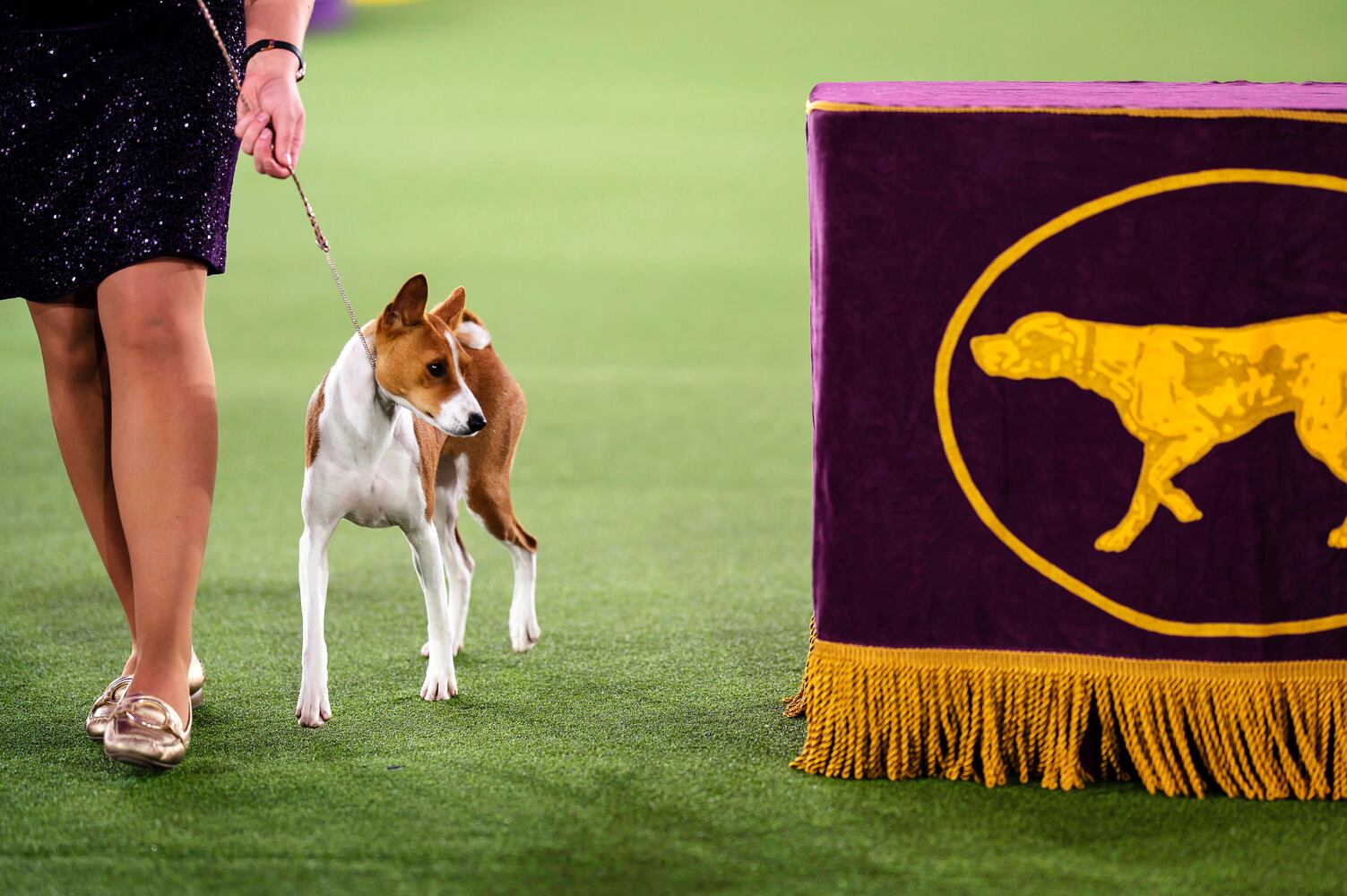 A handler presents a basenji at the Westminster Kennel Club Dog Show, held at the Lyndhurst Mansion in Tarrytown, N.Y., on Saturday, June 12, 2021. (Karsten Moran/The New York Times)