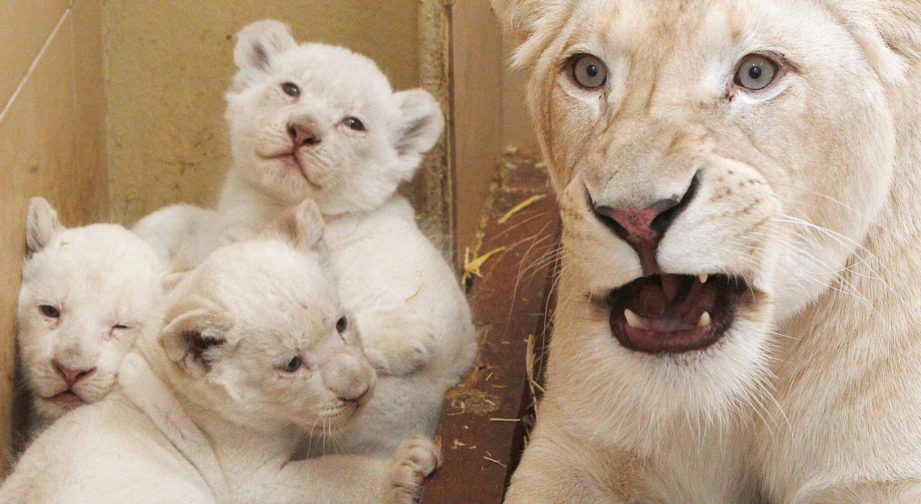 Baby zoo animals, March 2014