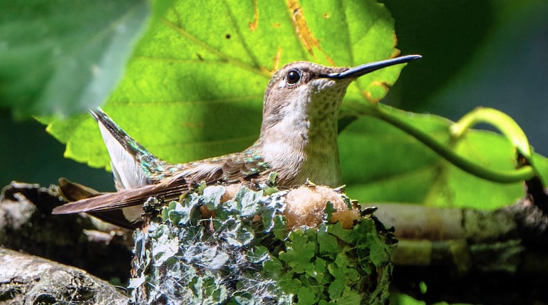 A female ruby-throated hummingbird is in the process of building a nest. She will lay two tiny eggs, incubate them and rear the hatchlings by herself — without any help from a male, which spends only a few minutes to impregnate her. (Courtesy of Lori Shaull/Creative Commons)
