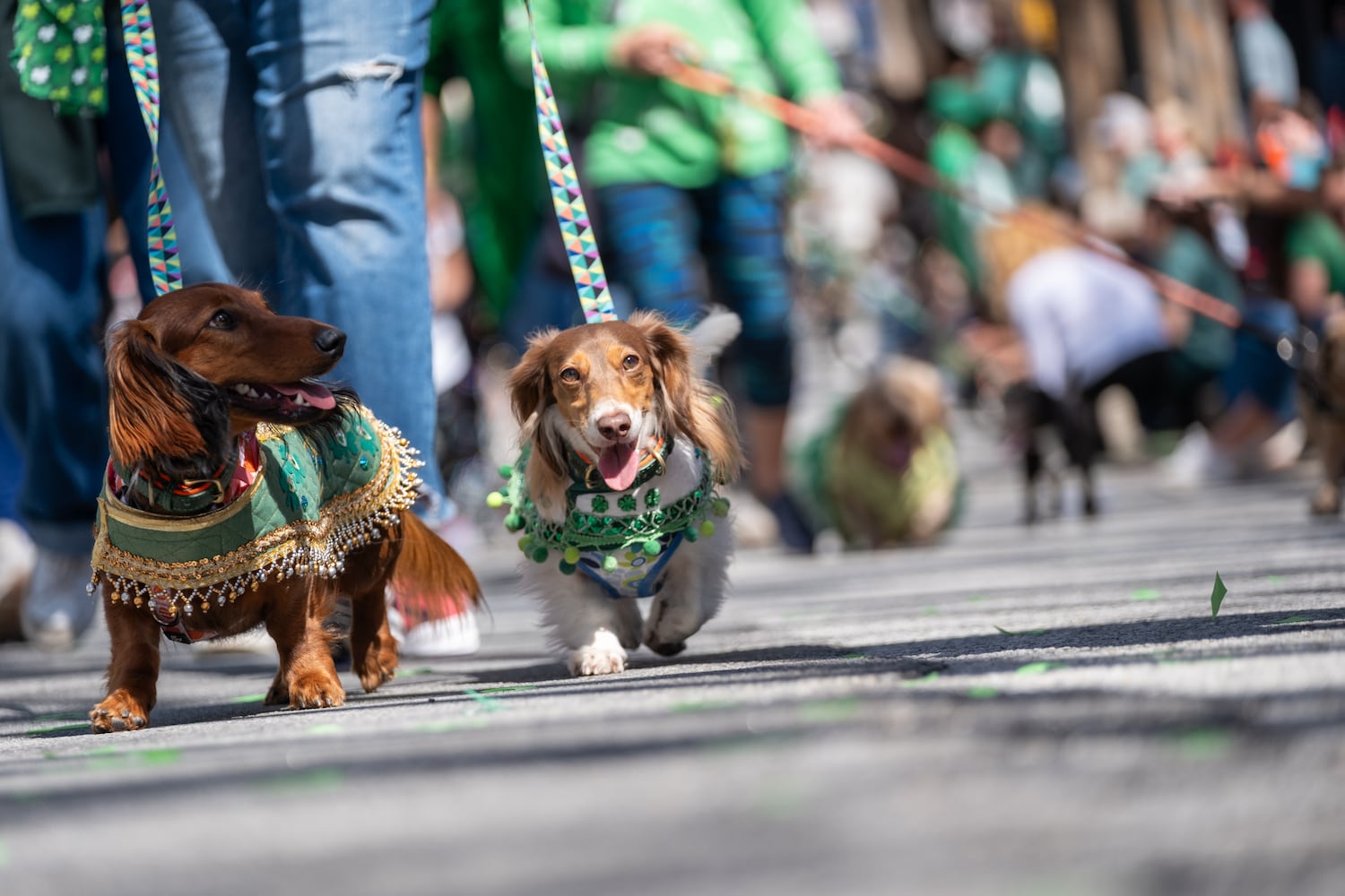 Two well-dressed dachshunds trot down Peachtree Street during the Atlanta St. Patrick’s Parade on Saturday, March 14, 2026. (Ben Gray for the AJC)