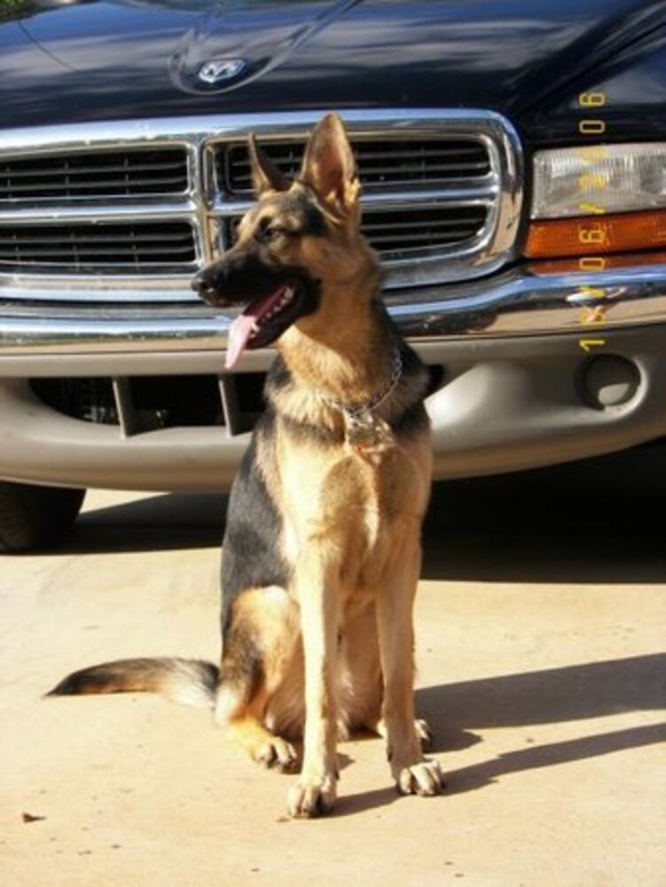 Atlanta's Top Dogs: 3. German Shepherds