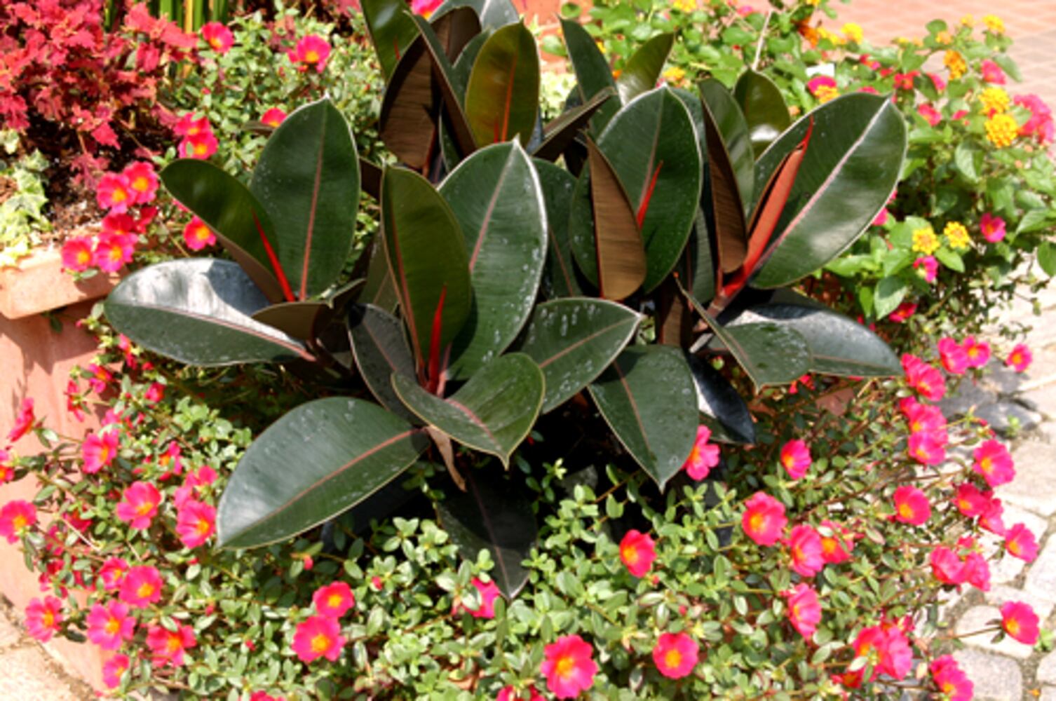 Colorful gardens made in the shade
