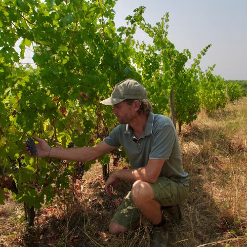 Winemaker Edouard Le Grix de la Salle tends vines on his family's Grand Verdus wine estate in Sadirac, southwestern France's Bordeaux region, Wednesday, July 29, 2026. (AP Photo/Eva van Dam)
