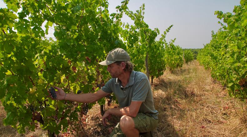 Winemaker Edouard Le Grix de la Salle tends vines on his family's Grand Verdus wine estate in Sadirac, southwestern France's Bordeaux region, Wednesday, July 29, 2026. (AP Photo/Eva van Dam)