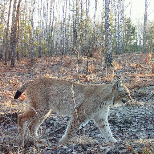 In this undated photo taken by a camera trap and provided by the Chornobyl Radiation and Ecological Biosphere Reserve on Wednesday, April 15, 2026, a wild lynx walks in a forest inside the Chernobyl exclusion zone, Ukraine. Chornobyl is the Ukrainian name for the city. (Chornobyl Radiation and Ecological Biosphere Reserve via AP)