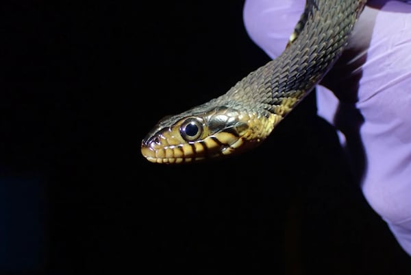 An up close look at a banded watersnake. UGA researchers studied more than 500 snakes for a recent paper. (Photo courtesy of Taylor Miller)