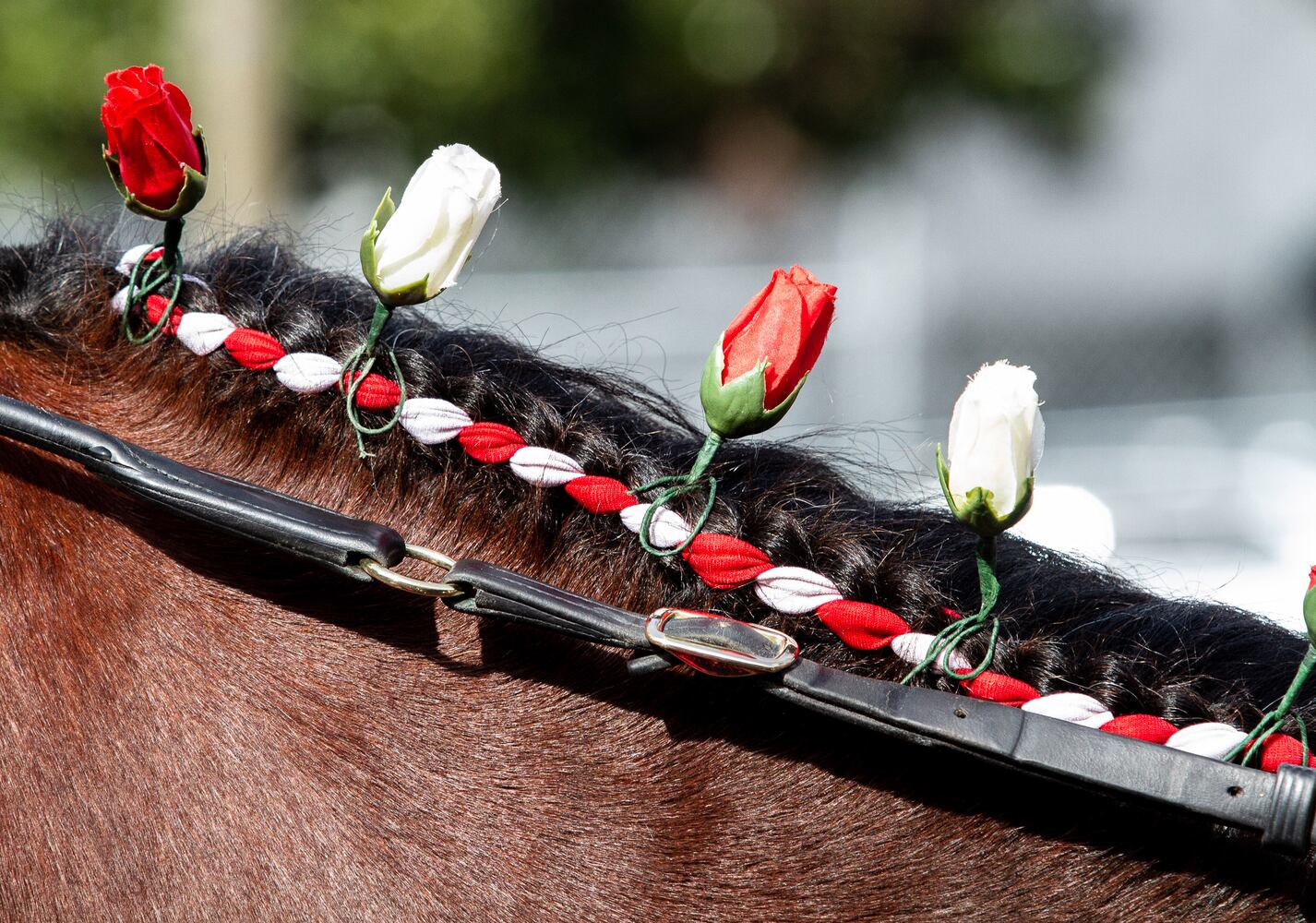 Photos: Clydesdales trot in for Super Bowl