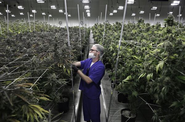 Marijuana leaves. Coca-Cola says it is interested in components of the plant to do not get a user high. (AP Photo/Jim Mone, File)