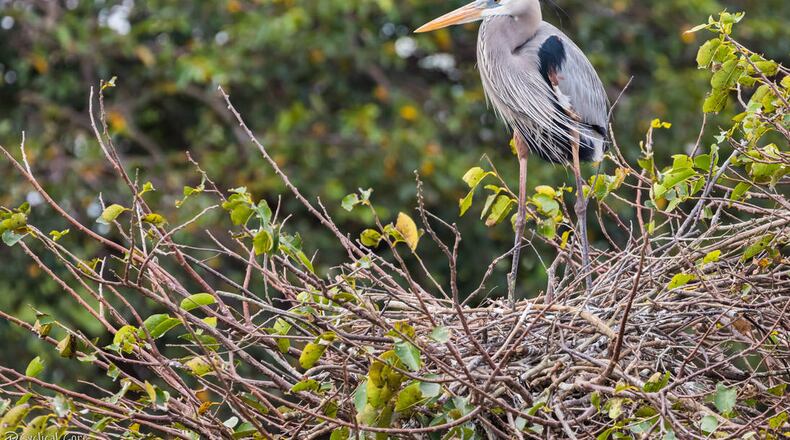 Sandy Springs Recreation and Parks is adding spring and summer events to the Wild Explorers program. (Courtesy Cyclical Core)