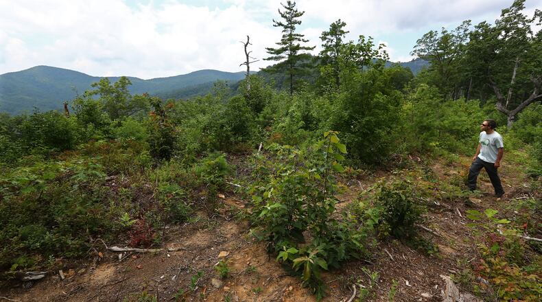 Jess Riddle, of Georgia ForestWatch, explores a partially timbered mountain ridge in the Warwoman Wildlife Management Area in Rabun County. CURTIS COMPTON / CCOMPTON@AJC.COM