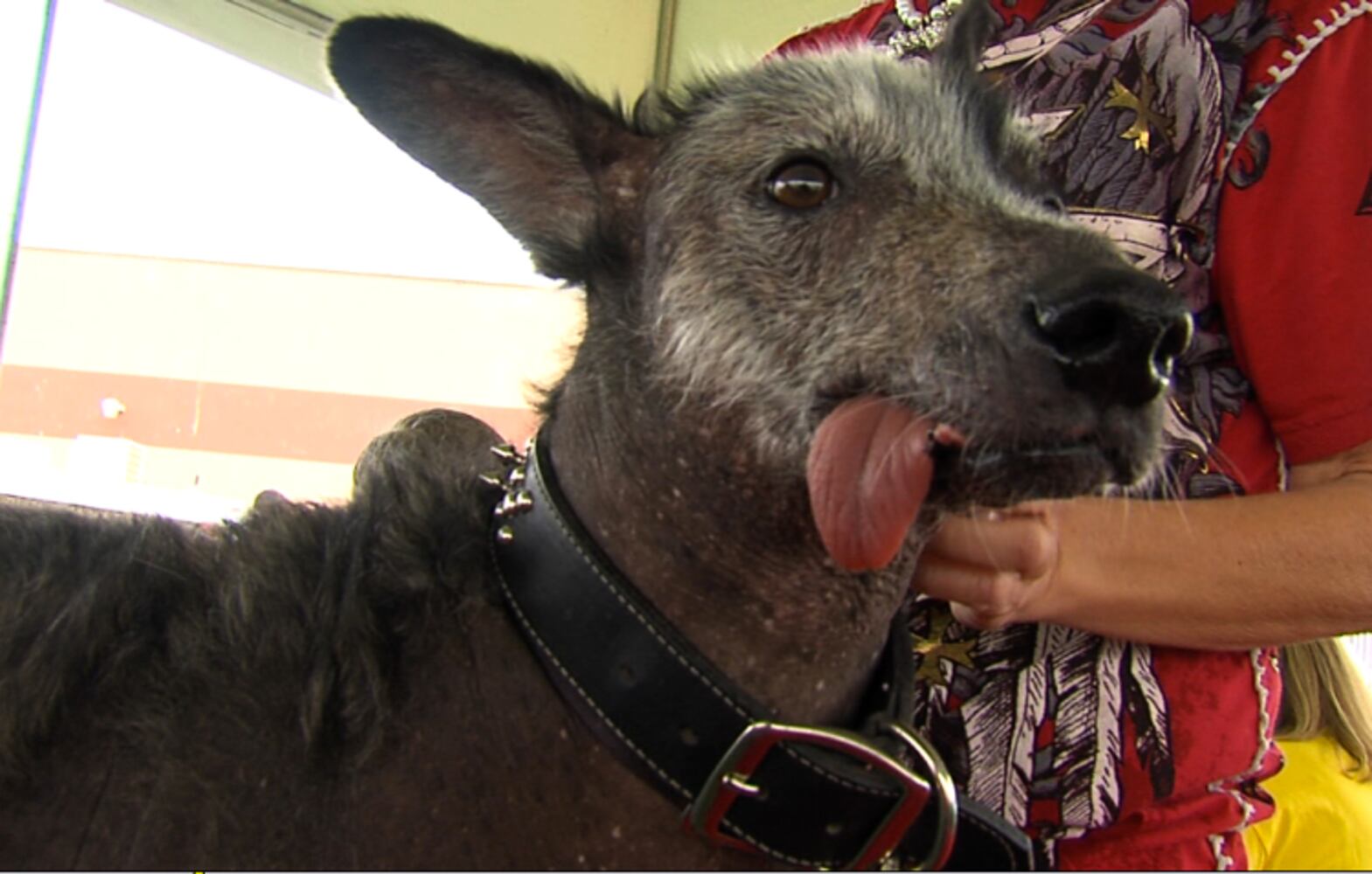 2012 Ugliest Dog Winner 'Mugly' and others