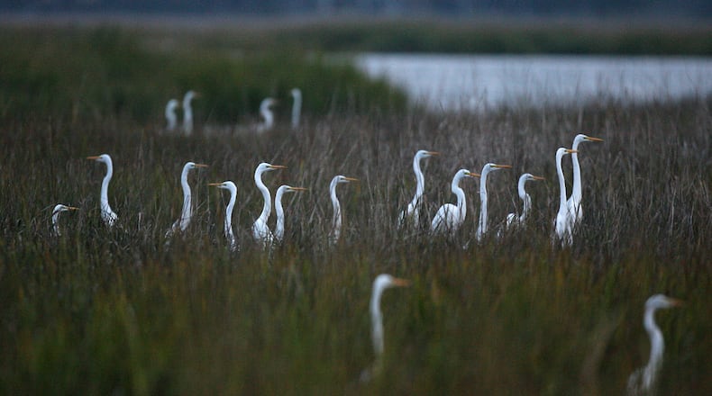 FILE PHOTO: Sapelo Island - Great Egrets foraging along the marsh of the Julienton River seem to form a musical pattern of notes at Sapelo Island, Wednesday, Nov. 15, 2006. CURTIS COMPTON / AJC
