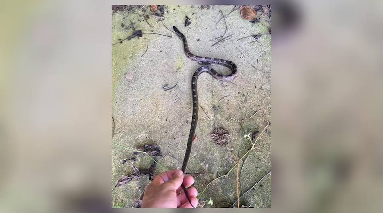 Capt. Jay Baker with the Cherokee County Sheriff's Office removed a snake from a gas station Thursday in Canton.