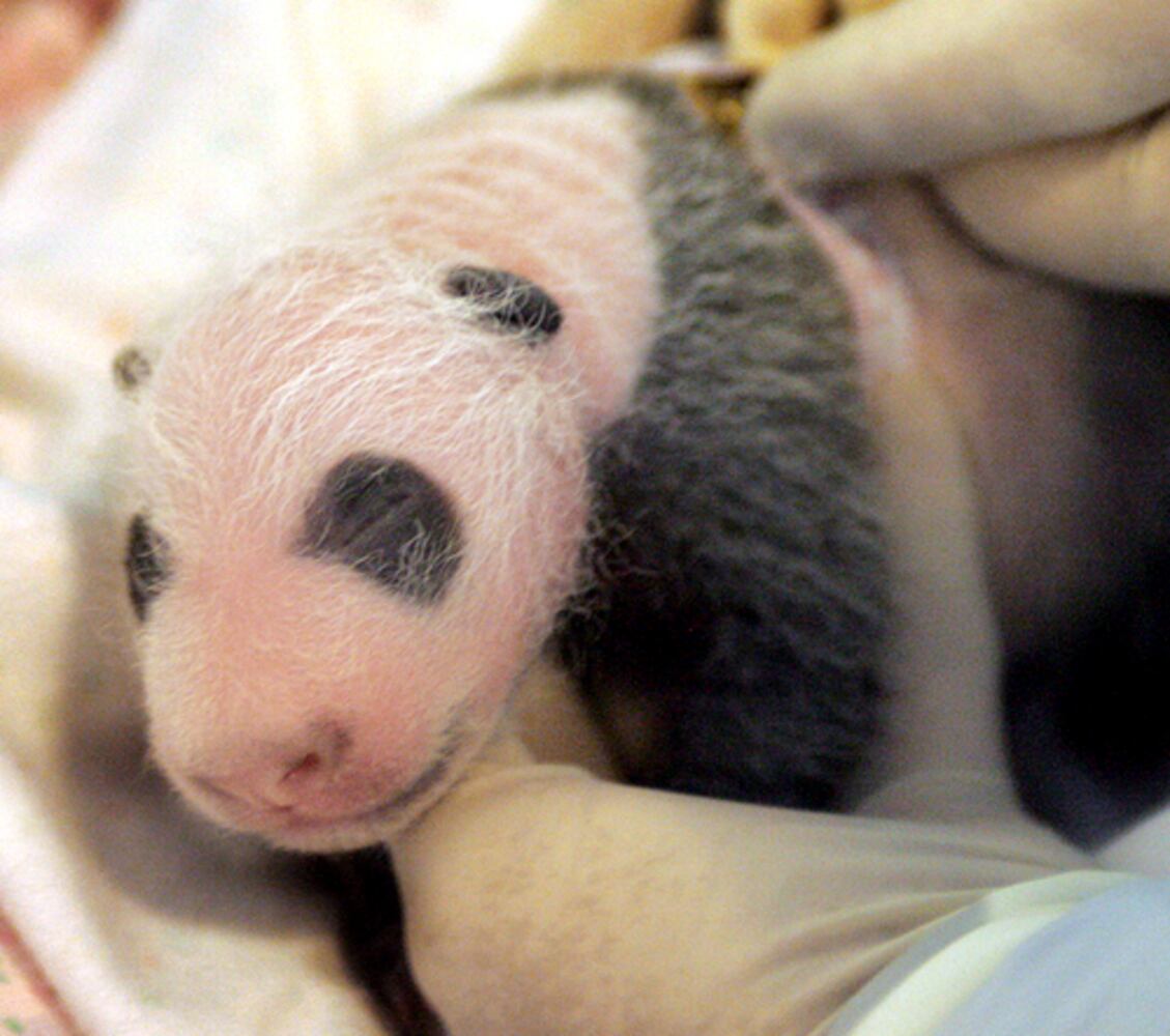 Cute or just plain ugly?