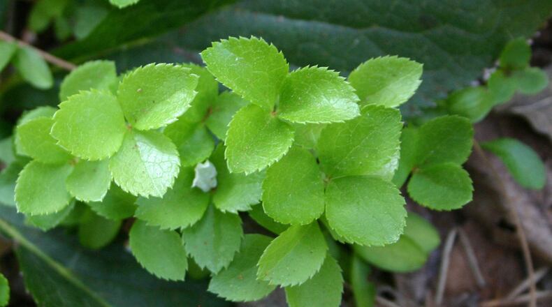 It’s easy to move hellebore seedlings. You will have dozens of free plants in a couple of years. CONTRIBUTED BY WALTER REEVES