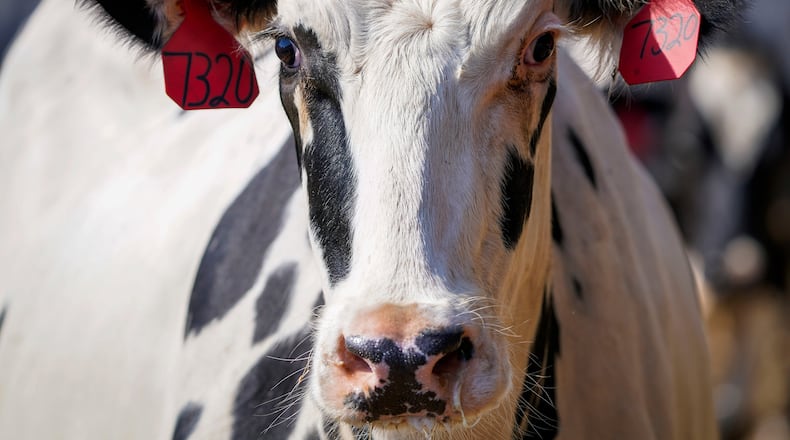 The National Veterinary Services Laboratories has confirmed the presence of bird flu in a Michigan herd that recently received cows from Texas, according to the U.S. Department of Agriculture. (Smiley N. Pool/The Dallas Morning News/TNS)
