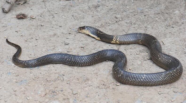 A Monocled Cobra.