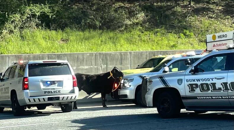 The cow got loose after falling out of a livestock trailer Saturday morning in the westbound lanes of I-285.