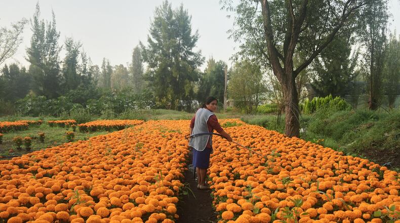 Flor Jimenez waters her crop of cempasuchil flowers in preparation for Day of the Dead celebrations in Xochimilco where marigolds are grown on the outskirts of Mexico City, Thursday, Oct. 16, 2025. (AP Photo/Claudia Rosel)