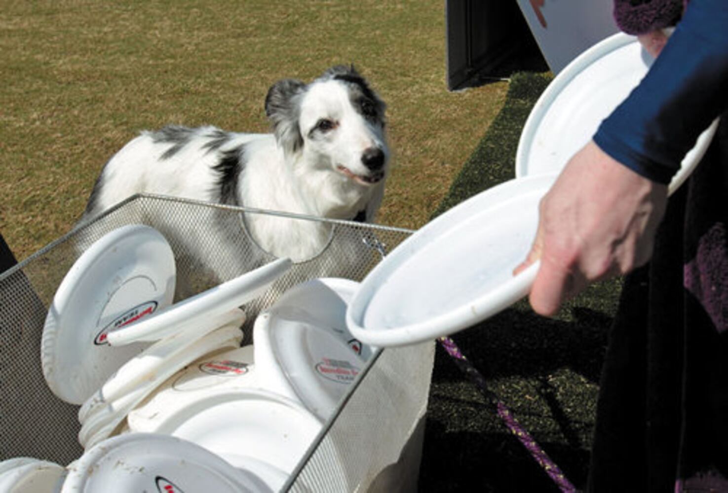 Purina Incredible Dog Challenge