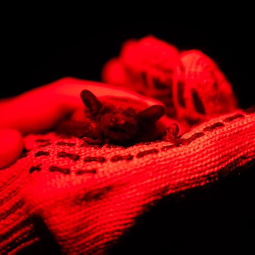 A rescued bat sits on a hand during a ceremony of returning bats to the wild in Kyiv, Ukraine, Saturday, April 4, 2026. (AP Photo/Dan Bashakov)