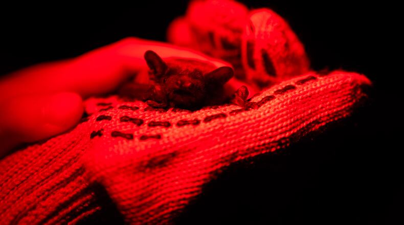 A rescued bat sits on a hand during a ceremony of returning bats to the wild in Kyiv, Ukraine, Saturday, April 4, 2026. (AP Photo/Dan Bashakov)
