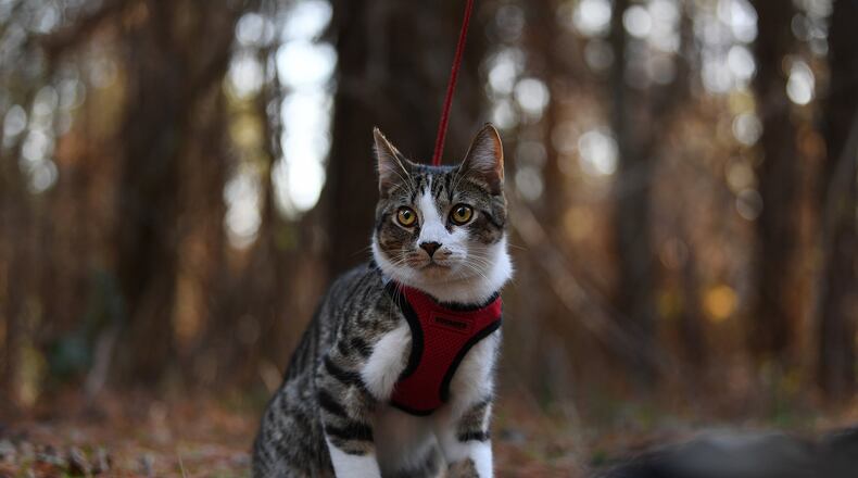 Buddy can be a bit of a scaredy cat on the trail. Contributed by Jose F. Moreno/Philadelphia Inquirer/TNS
