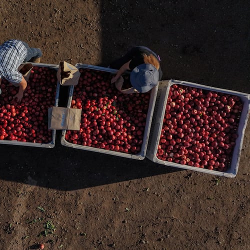 Family members and volunteers bag nectarines during a free giveaway at Cesar Mora's orchard in Reedley, Calif., Wednesday, July 1, 2026, amid an ongoing contract dispute over the crop. (AP Photo/Jae C. Hong)