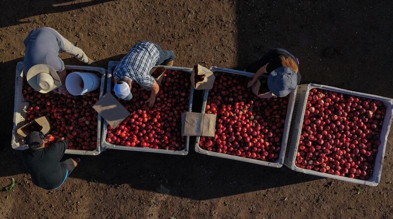 Family members and volunteers bag nectarines during a free giveaway at Cesar Mora's orchard in Reedley, Calif., Wednesday, July 1, 2026, amid an ongoing contract dispute over the crop. (AP Photo/Jae C. Hong)