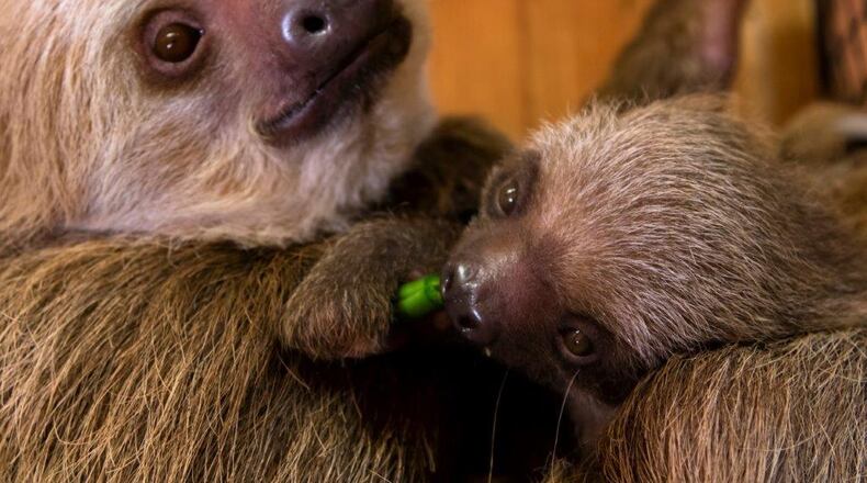 Bonnie, the mama sloth (left) and her new baby are currently relaxing behind the scenes at Zoo Atlanta. The infant, born four months ago, will get a name with the help of the public. CONTRIBUTED: ZOO ATLANTA
