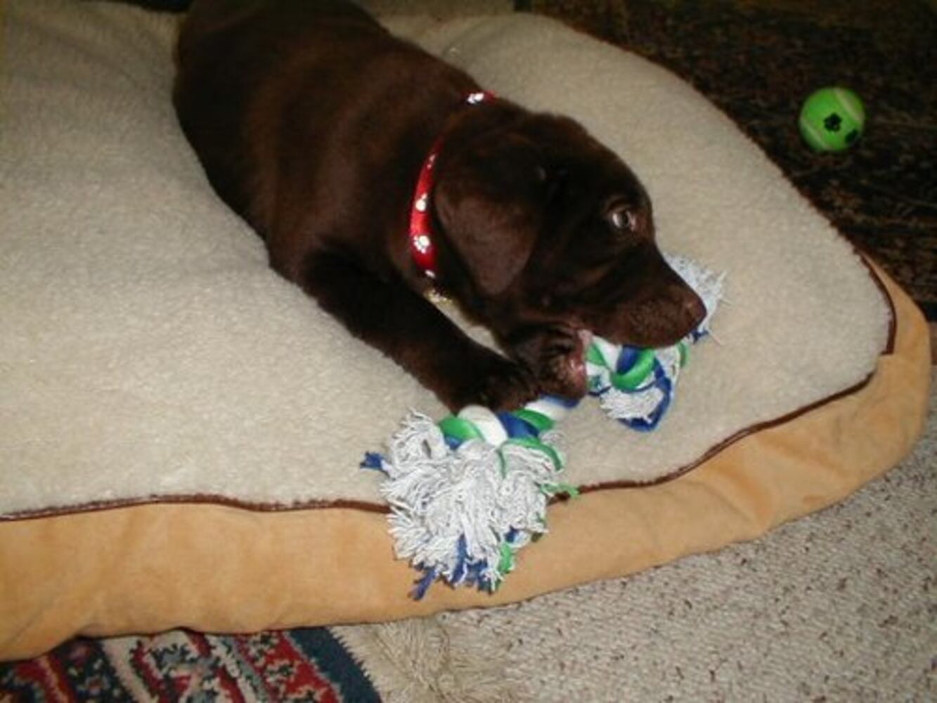 Atlanta's Top Dogs: Labrador Retrievers (IV)