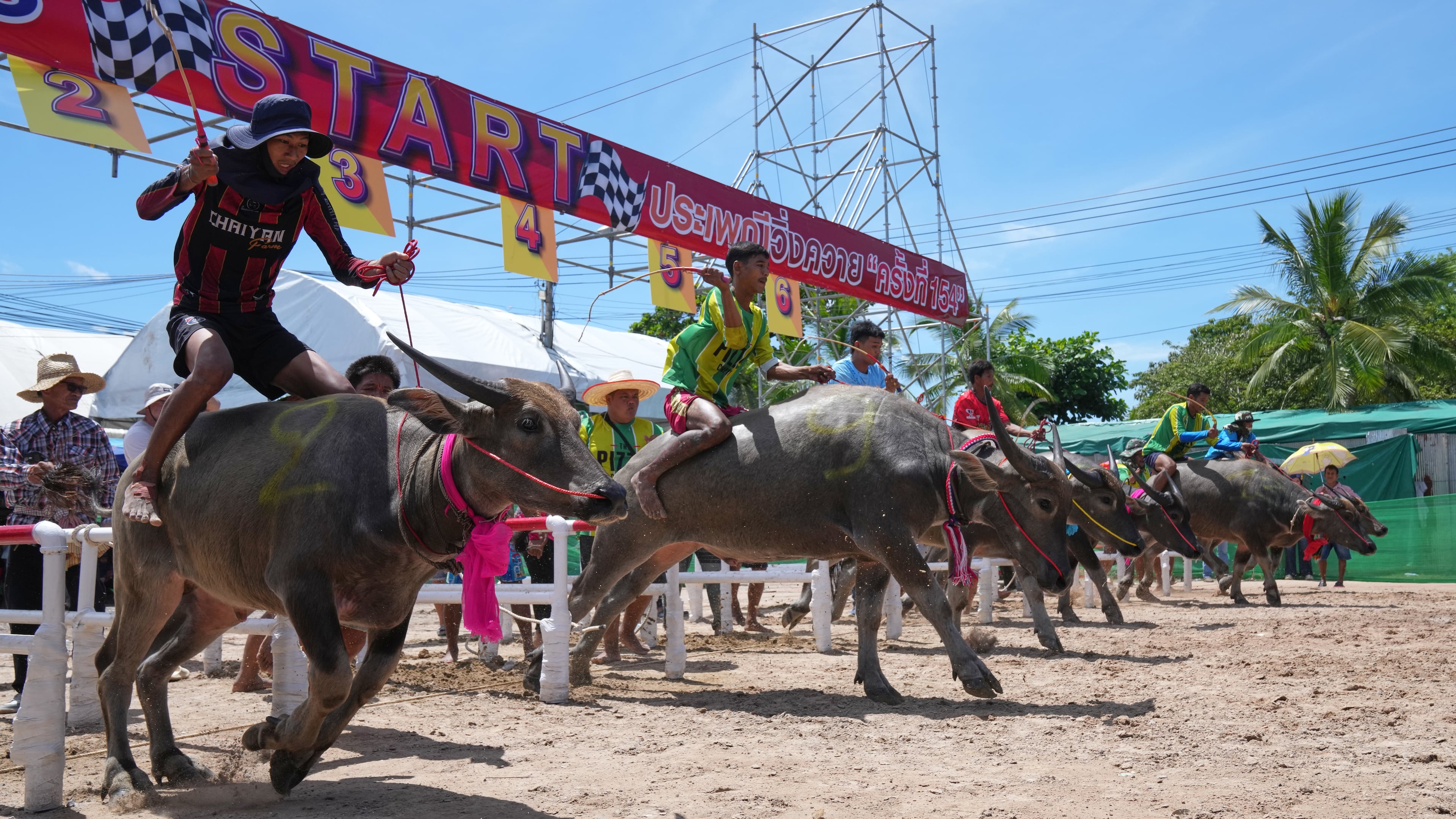 Thai buffalo racers start off a sprint event during an annual buffalo racing festival in Chonburi, Thailand, Monday, Oct. 6, 2025. (AP Photo/Sakchai Lalit)