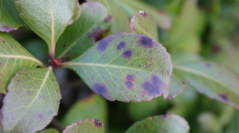 Once it starts, hawthorn leaf spot is hard to control. WALTER REEVES