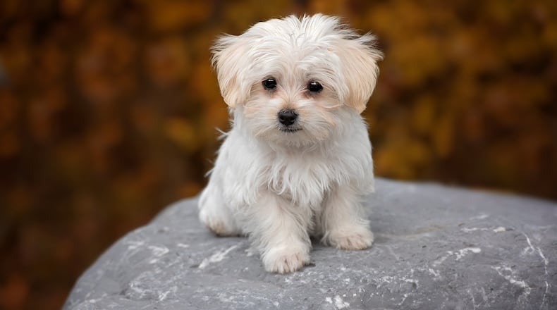 Saturday is National Puppy Day, the perfect time to appreciate your own furry friend or perhaps meet a new one.