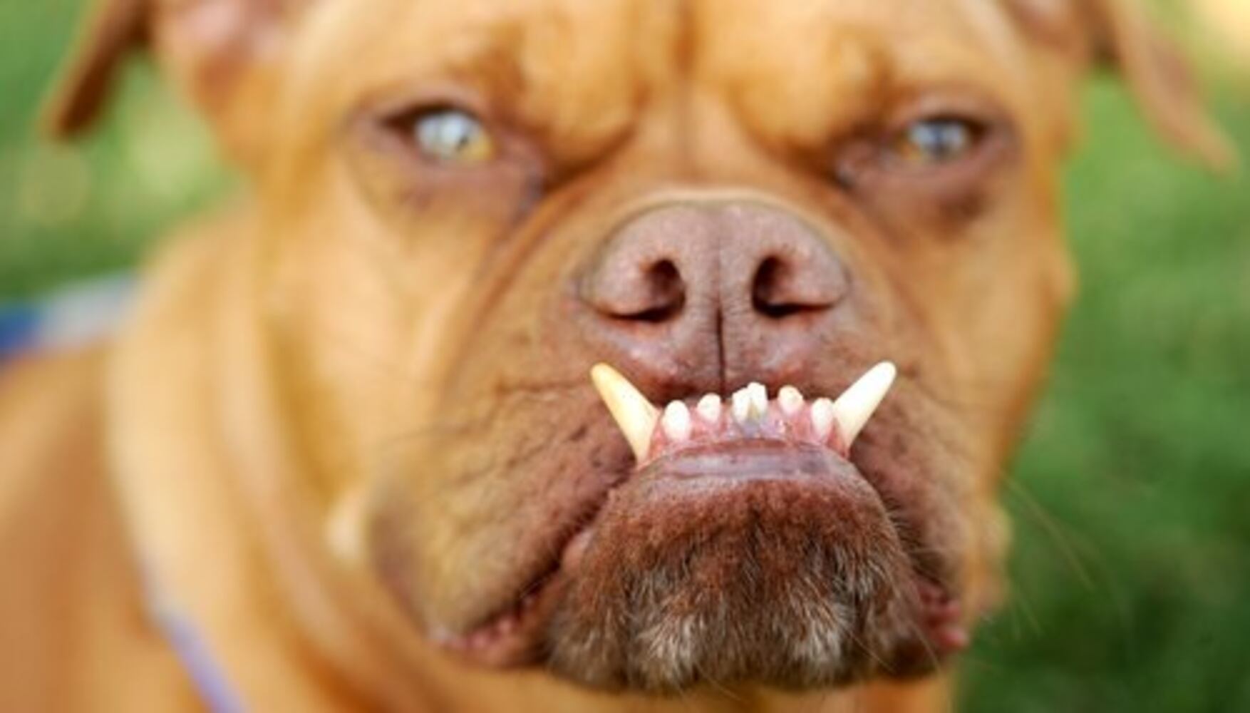 World's ugliest dogs, 2009 edition