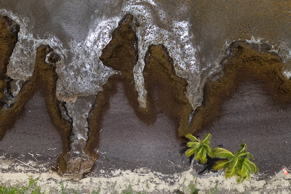 Sargassum covers the coast of Playa Lucía, Yabucoa, Puerto Rico, Monday, June 2, 2025. (AP Photo/Alejandro Granadillo)