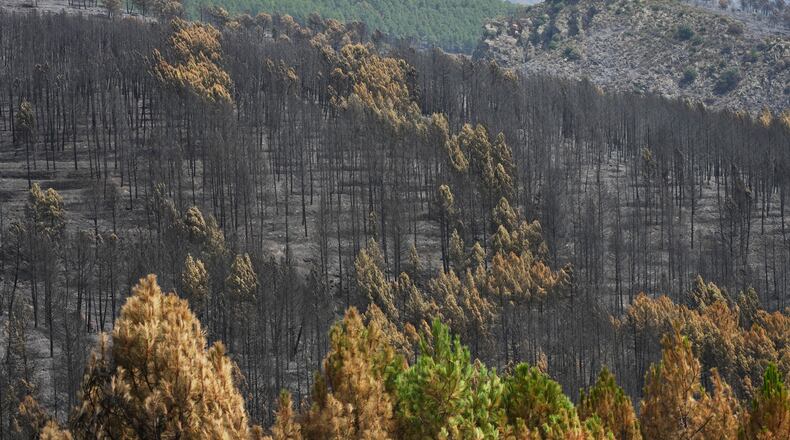 View of the burned area in Muriel, Guadalajara province, Spain, Wednesday, July 22, 2026, after a wildfire scorched tens of thousands of hectares in one of Spain's largest wildfires in recent years. (AP Photo/Manu Fernandez)