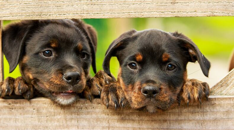 The Gwinnett Animal Shelter is offering free dogs and cats through June 30. File Photo