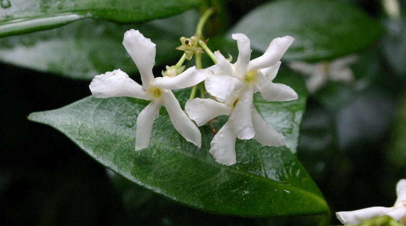 Confederate jasmine flowers are quite fragrant. WALTER REEVES
