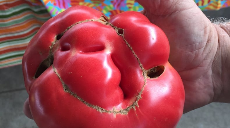 Odd-looking tomatoes are fine to eat. CONTRIBUTED BY WALTER REEVES