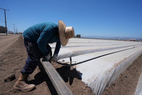 A farm worker sets up irrigation pipes for a strawberry field in Oxnard, Calif., on Wednesday, June 18, 2025. (AP Photo/Damian Dovarganes)