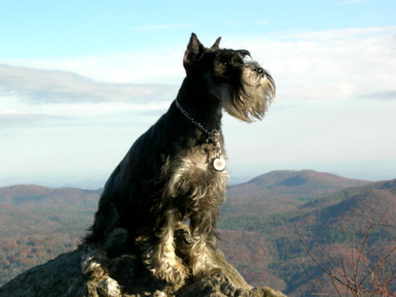 Atlanta's Top Dogs: Best Photos