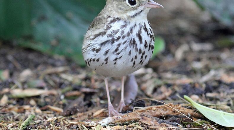 The migratory oven bird, a warbler species, builds a nest resembling a tiny Dutch oven on the ground. It can be heard singing now in Georgia woodlands. DICK DANIELS/CREATIVE COMMONS