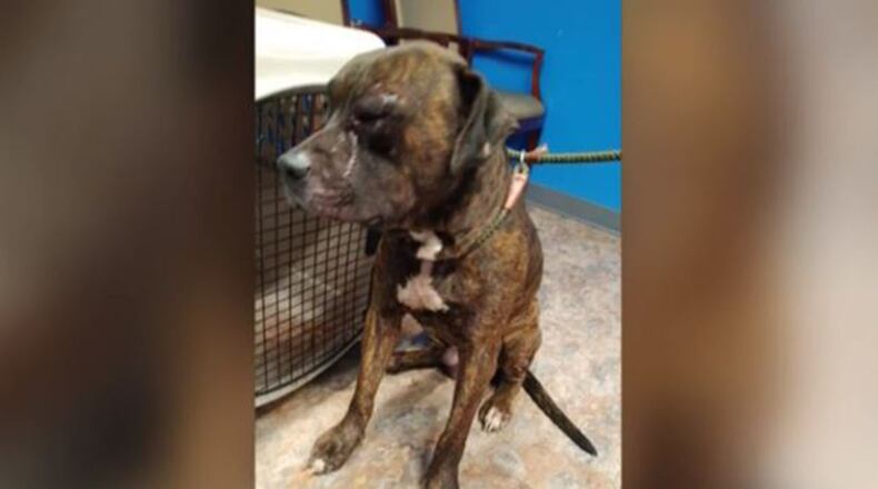 Police are investigating after a pet owner allegedly shot two dogs, one fatally,  in Glassport, Pennsylvania.