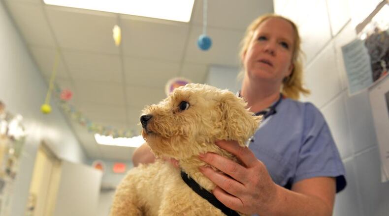 A rescued dog is cared for at the Cherokee County Animal Shelter. The county has agreed to provide animal control services to Woodstock. BRANT SANDERLIN /BSANDERLIN@AJC.COM